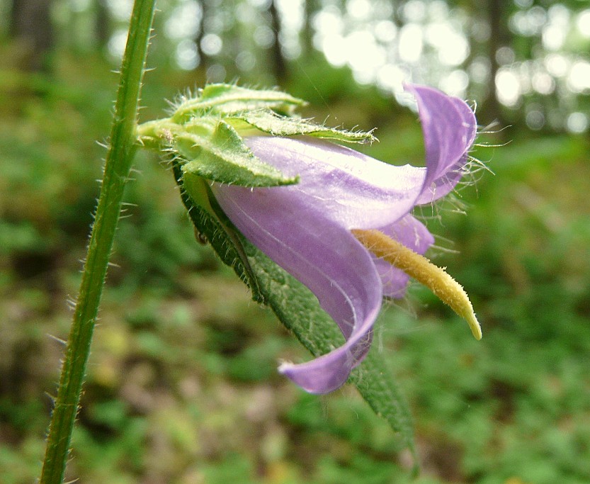 Campanula rapunculus, C. Glomerata e C. trachelium